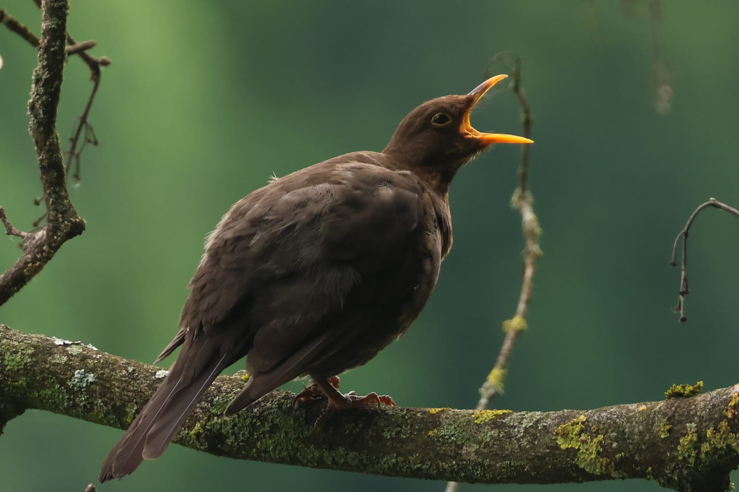 Du 2 au 20/12 – Expo de photographies animalières